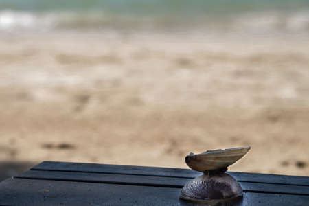 Sea shell in a wood bench at the beachの写真素材