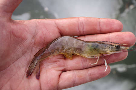 Vannamei white shrimpの写真素材