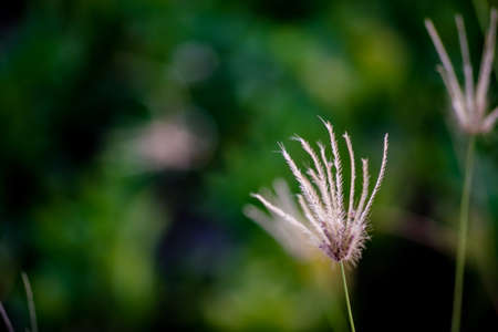 Grass's pollenの写真素材