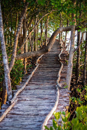 Bamboo bridge across the mangrove forestの写真素材