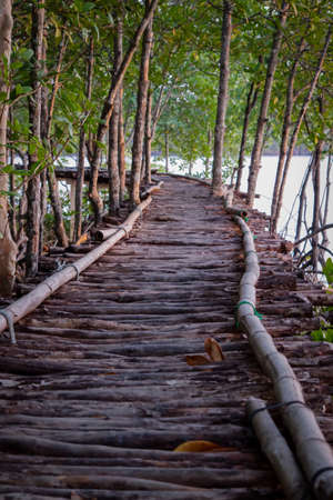 Bamboo bridge across the mangrove forestの写真素材