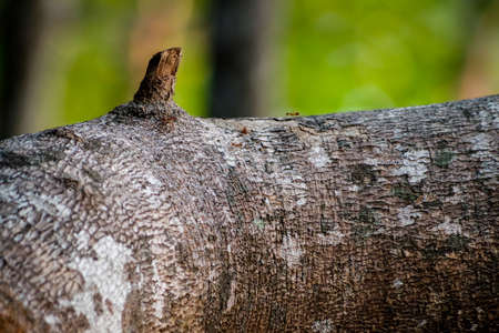 Huge tree branch in a mangrove forestの写真素材