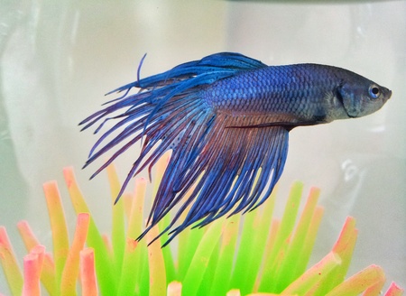 Fighting fish into an aquariumの写真素材