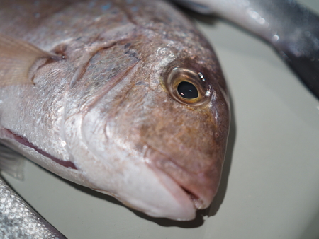 Head of fresh fish