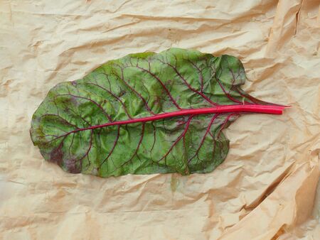 Veiny Leafの写真素材