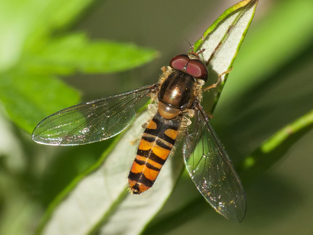 Bee macroの写真素材