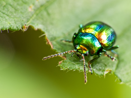 Close up of beetle insect on a leafの写真素材