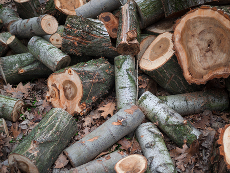 Tree trunks