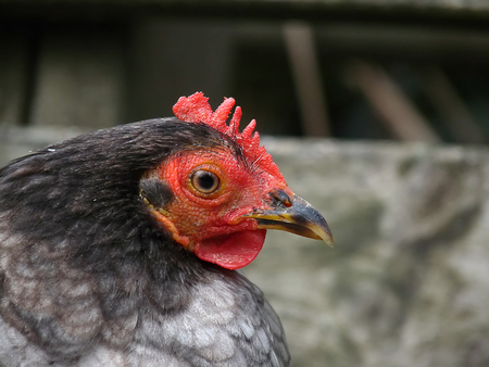 Rooster close up with blur backgroundの写真素材