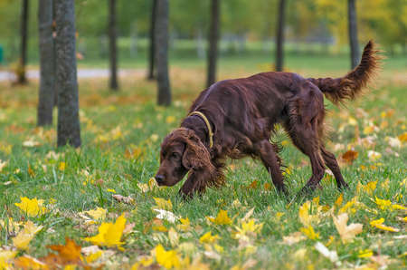 Irish setter on the autumn grassの写真素材