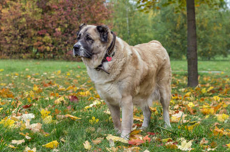 Central Asian shepherd Alabaiの写真素材