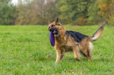 German shepherdの写真素材
