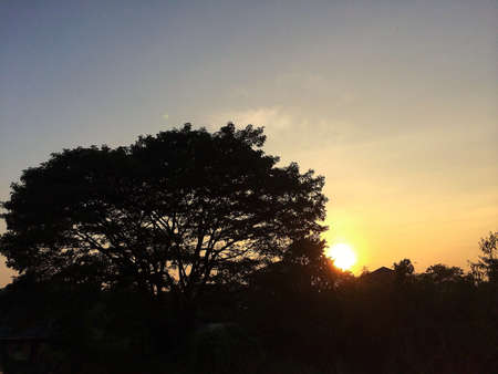 Sillhouette tree at Sunsetの素材