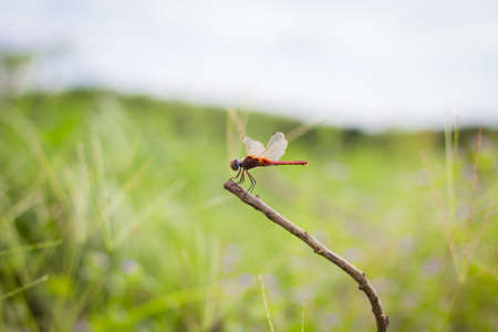 Red dragonfly in natural backgroundの写真素材