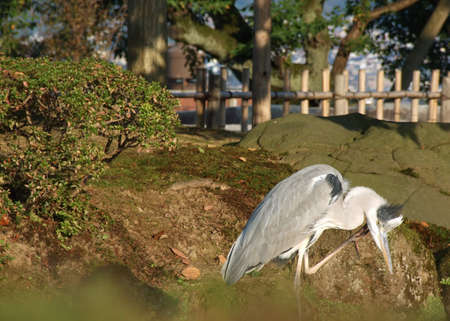 Closeup standing Gray Heron Long-leg bird at Ishikawa Kenrokuen Garden, Japanの写真素材