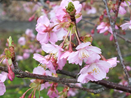 Pink sakura blooming on the branchの写真素材