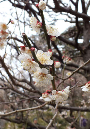 Plum flower blooming and covered by ice snowの写真素材