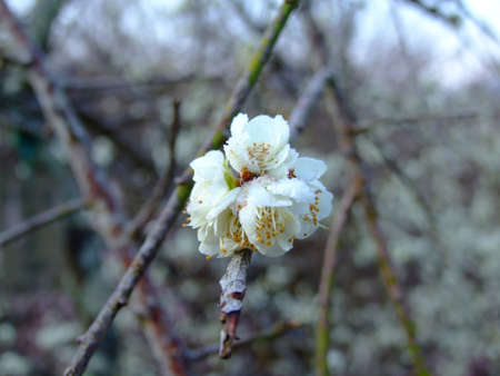 Plum flower blooming and covered by ice snowの写真素材