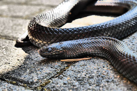 black snake - Blacksnakeの写真素材