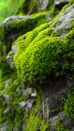 moss, a beautiful natural の写真素材
