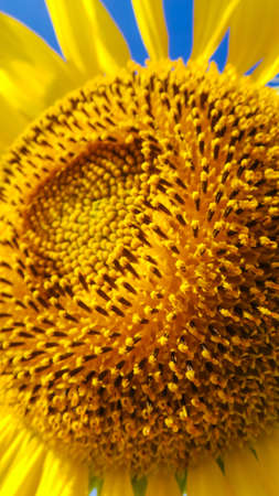  Sunflower pollen in the Morningの写真素材