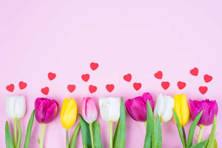 High angle close up above view of a row of multi colorful purple and vivid yellow tulips with small little hearts isolated over pastel color background with empty blank spaceの写真素材