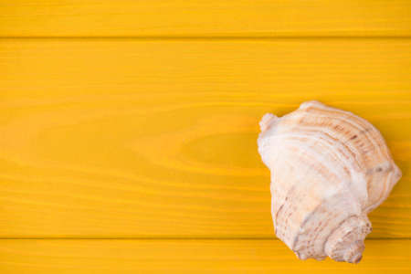 Top above overhead view close-up photo of seashell isolated on yellow wooden background with copyspaceの写真素材