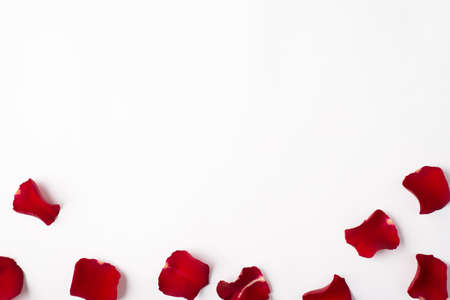 Photo overhead of roses and petals isolated on the white backgroundの写真素材