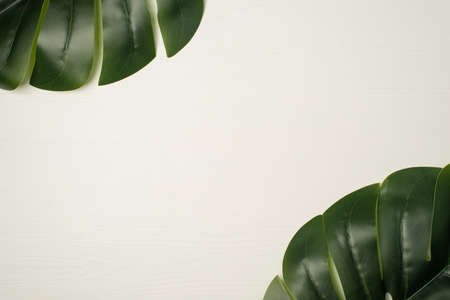 Top view photo of two green palm leaves in corners on wooden white background with copyspaceの写真素材
