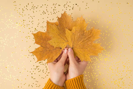 First person top view photo of female hands in yellow pullover holding orange autumn maple leaves...