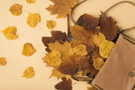 Top view photo of open leather handbag with scattered yellow and brown autumn leafage on isolated...
