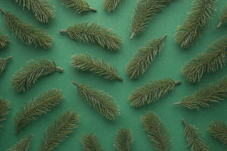 Top view photo of pine twigs on isolated green backgroundの写真素材