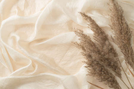 Top view photo of reed flowers on white light textile background with copyspaceの写真素材