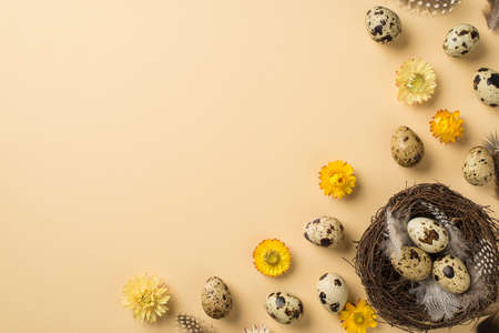 Top view of few eggs soft feathers wicker nest and cute yellow beige and white flowers situated on isolated beige background with blank spaceの写真素材