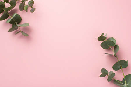 Top view photo of eucalyptus branches in the corners on isolated pastel pink background with copyspaceの写真素材