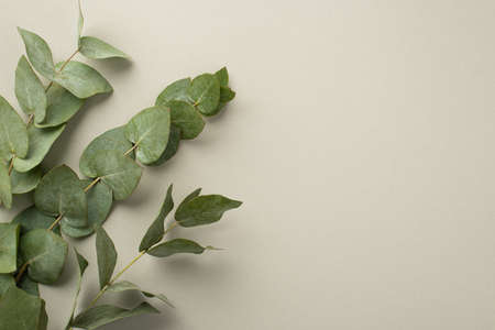 Top view photo of eucalyptus branches on pastel gray background with copyspace