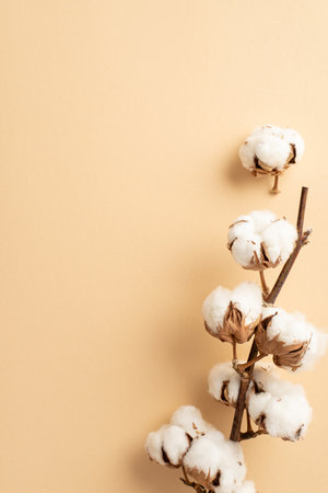 Top view vertical photo of cotton branch on isolated beige background with copyspaceの写真素材