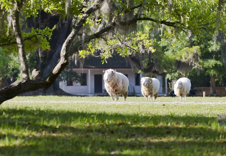 A heard of sheep grazing in a fieldの写真素材