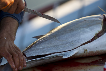 Fishermen cleaning and filleting a fresh caught saltwater fish.の写真素材