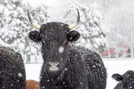 A herd of cows in a snowy pastureの写真素材