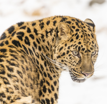 Amur Leopard in a snowy Forest hunting for prey.の写真素材