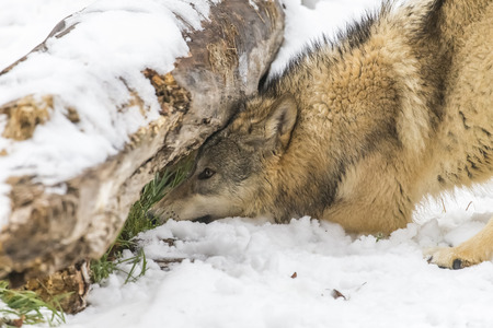 A pack of Tundra Wolves in a snowy Forest hunting for prey.