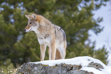 A Coyote searches for a meal in the snowy mountains of Montana.の写真素材