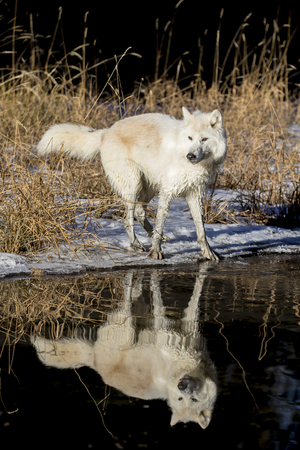 Two Arctic Wolves play around near an icy pond in a snowy forest hunting for prey.