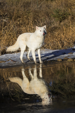 Two Arctic Wolves play around near an icy pond in a snowy forest hunting for prey.の写真素材