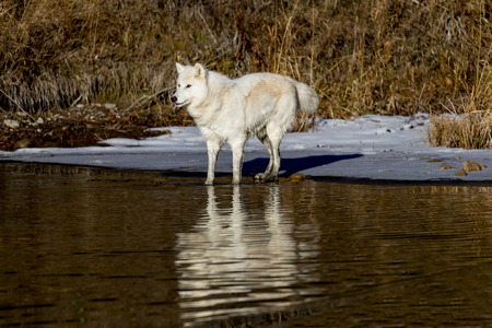 Two Arctic Wolves play around near an icy pond in a snowy forest hunting for prey.