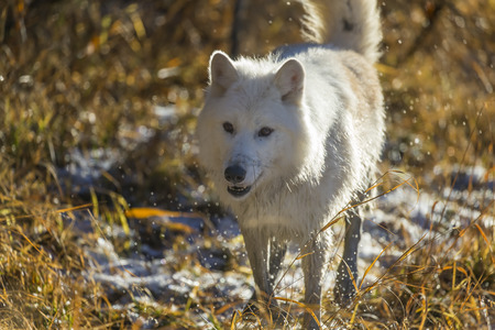 Two Arctic Wolves play around near an icy pond in a snowy forest hunting for prey.