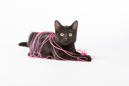 A black kitten plays in a studio environment