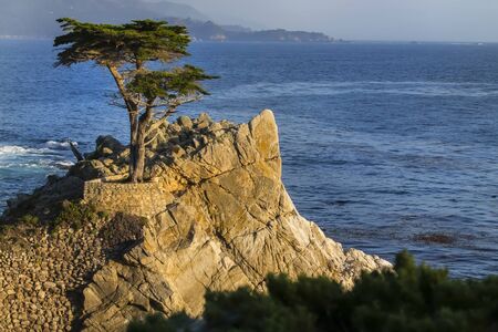 Lone cypress tree on the California coastlineのeditorial素材
