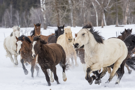 A herd of horses running through the snow in the mountainsの写真素材